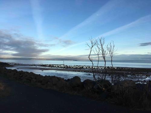 a tree sitting on the shore of a body of water at The Coorie Inn @ Portobello, Edinburgh’s Seaside. in Edinburgh