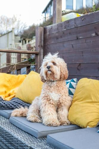 Mascotas con sus dueños en Beach Lovers Paradise in Portreath - With Sea Views & Log Burner just 100m from beach
