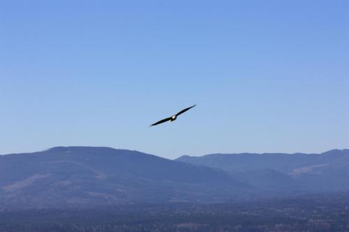 a bird flying in the sky over a mountain at Eaglenest Manor Cowichan in Duncan