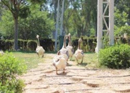 a group of flamingos walking down a dirt road at Lovely Apt Close to Beach in Nahariyya