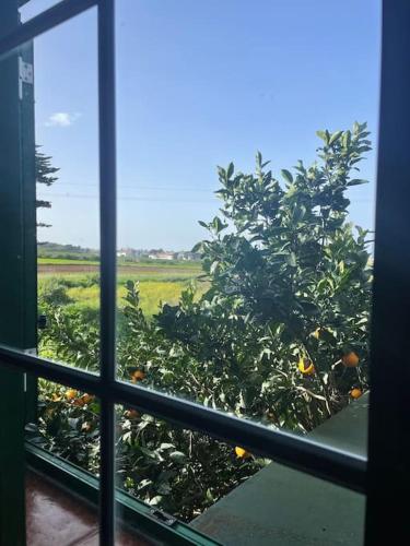 a view of an orange tree from a window at La Macadamia in La Laguna