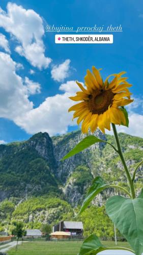 a yellow flower in a vase with mountains in the background at Guesthouse Prrockaj Theth in Theth