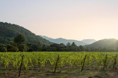 a field of vines with mountains in the background at Rondaia, a Winery & Fincahotel-Agroturismo in Tramuntana in Esporles