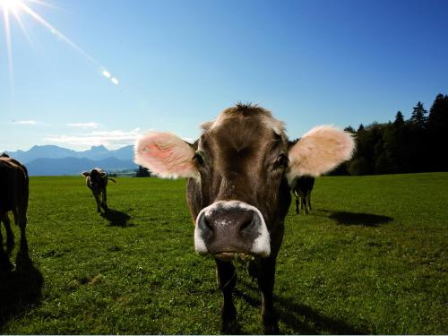 a cow standing in a field of green grass at Seehotel Hartung & Ferienappartements in Füssen