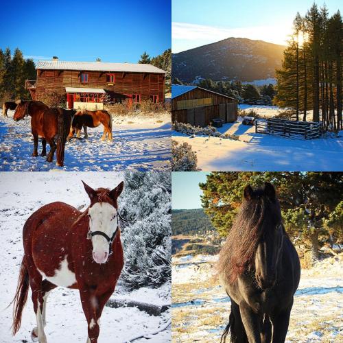 a group of four pictures of horses in the snow at Gîte Ranch Le Serpolet in Les Angles
