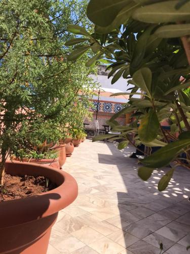 a pathway with potted plants in a garden at RIAD ESMERALDA By Dar Ouezzani in Rabat