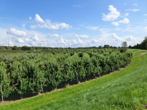 an agricultural field with a row of trees at Fewo im Alten Land in Hamburg