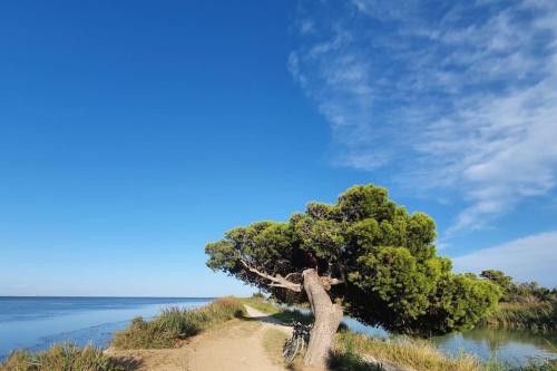 un arbre sur une plage de sable près de l'eau dans l'établissement T2 cosy à la plage, terrasse vue sur mer et parking privatif, à Narbonne