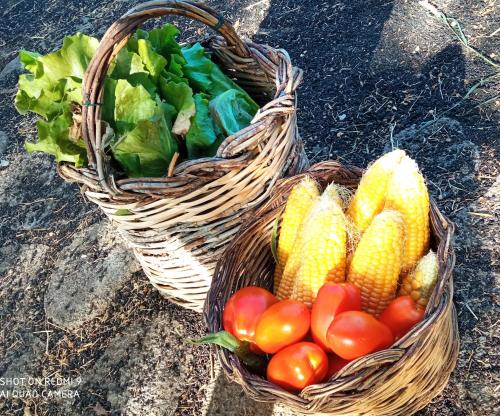 two baskets filled with vegetables sitting on the ground at Etna, salvia e rosmarino in Maletto