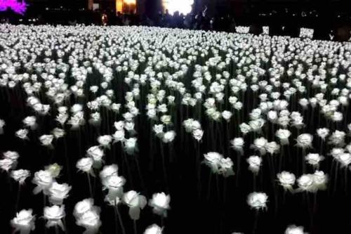 a large group of white flowers in a field at Minimalist studio with Luxury bed Good for 1-4pax High speed WiFi with Netflix Free Pool & Parking in Suba