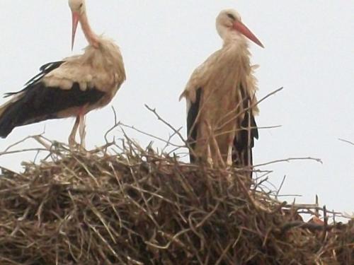Animale la sau în apropiere de acest riad