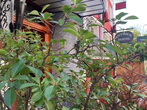 Jardín al aire libre en Antique Hostel