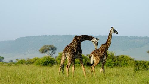 two giraffes standing in a field of tall grass at Mara Elatia Camp in Masai Mara