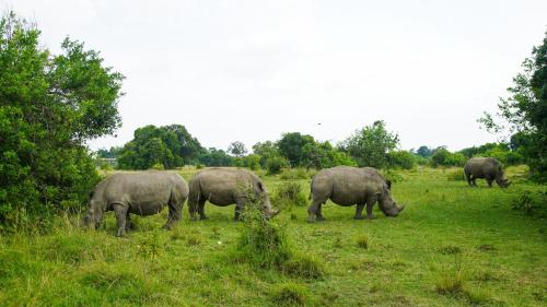 a group of elephants grazing in a field at Mara Elatia Camp in Masai Mara