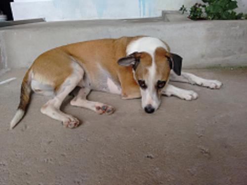 a brown and white dog laying on the ground at Pousada Edson in Caraguatatuba