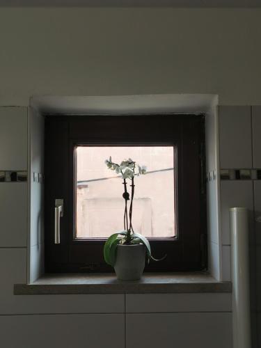 a vase with flowers in it sitting in a window at Istrian old town apartment in Koper
