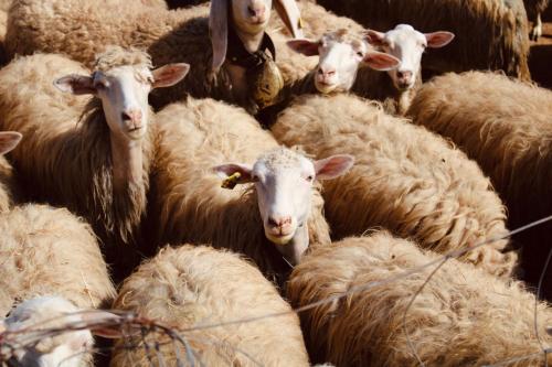 a herd of sheep standing next to each other at Agricampeggio La Piaggia - Agriturismo in Piombino