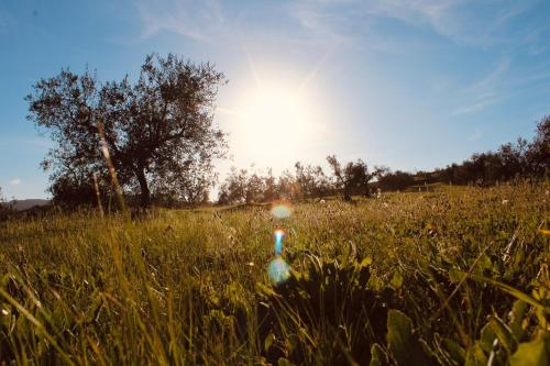 a field of tall grass with the sun in the background at Agricampeggio La Piaggia - Agriturismo in Piombino