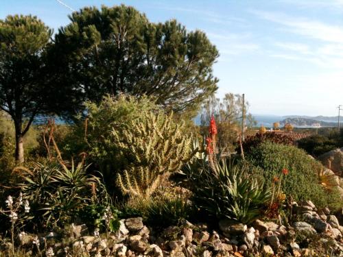 阿格林杜的住宿－Tipico stazzo splendida vista mare，种植仙人掌和植物的花园