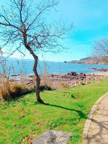 a tree in the grass next to the ocean at HOTEL MAREA in Poio