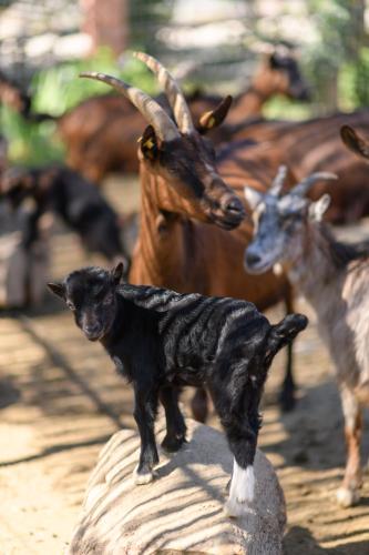 a toy dog standing on a rock with a goat at Blerina's Agritourism Concept in Laknas