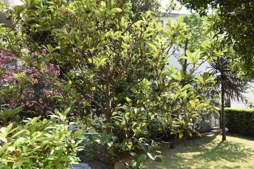 a tree in a garden with flowers and plants at Le Rondinelle in Como