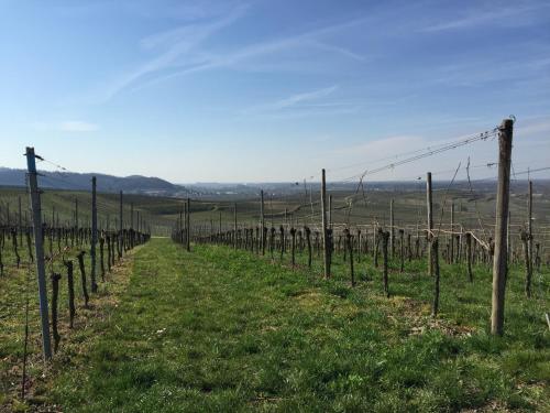 a row of vines in a field of grass at Köpfers Steinbuck in Bischoffingen