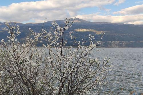 a tree with white flowers in front of a body of water at Η πέρλα της λίμνης/ The lake's pearl in Ioannina