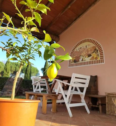 a patio with a table and chairs and a lemon tree at Villa Donnola: casa Rosmarino in Fucecchio