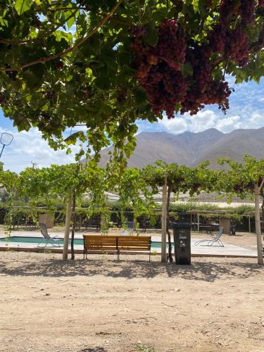 a park bench under a tree with a trash can at Glamping Viñas de Elqui in Vicuña