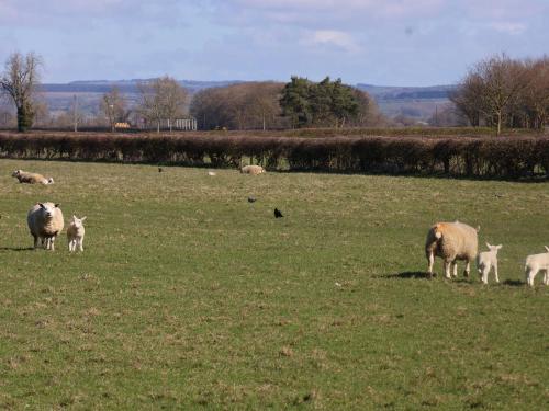 a herd of sheep grazing in a grass field at Middlegate in Ryton