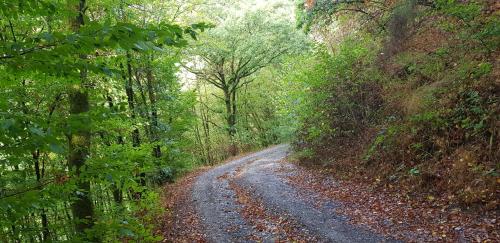 a dirt road in the middle of a forest at Neumühle in Lutzerath