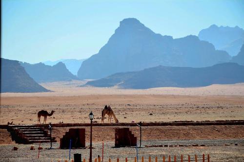 two horses in a desert with mountains in the background at Shakria Bedouin Life Camp in Wadi Rum