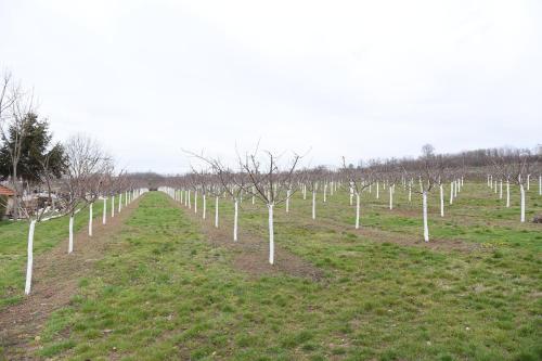 a row of white trees in a field at Seosko turističko domaćinstvo Kajsija in Čačak
