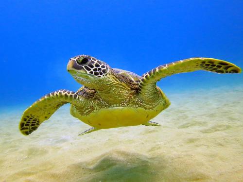 a green sea turtle swimming in the water at Panoramic Mountain View Condo with Free Parking! in Honolulu