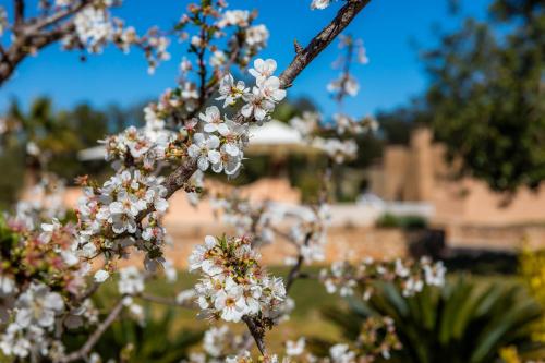 a tree with white flowers in front of a building at Casa Fina in Felanitx