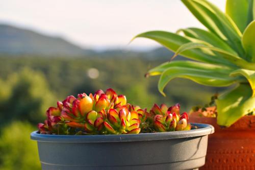 a potted plant with red and yellow flowers in a pot at Heaven's Edge in São Brás de Alportel