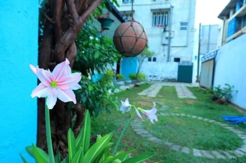 a pink flower next to a blue building with a basketball at The Duchess Hotel in Matara