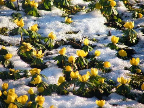 un grupo de flores amarillas en la nieve en Glebe House Muston, en Muston