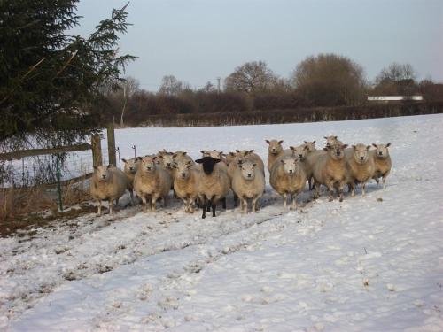 una manada de ovejas caminando en la nieve en Glebe House Muston en Muston