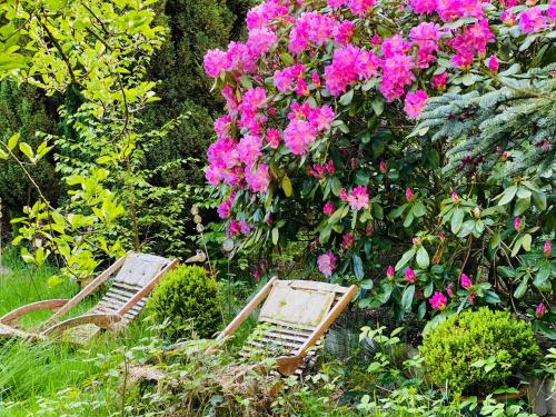two wooden chairs in a garden with pink flowers at Das Krimihaus Ostfriesland in Rhauderfehn