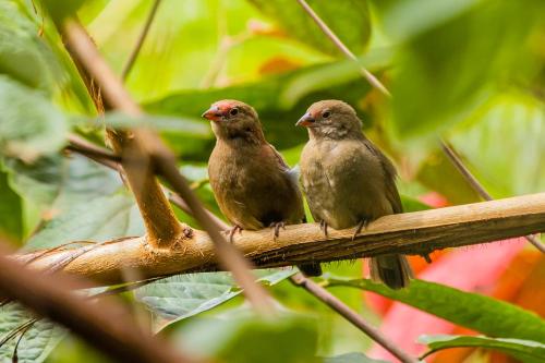two birds are sitting on a tree branch at Villa Asimba in Kigali