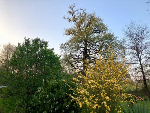 a group of trees with yellow flowers in a field at The Dordogne Huts with Pool and Jacuzzi in Payzac