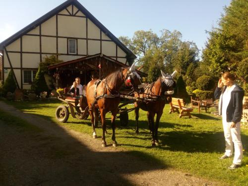 two horses pulling a carriage in front of a house at Pensjonat Kalina Komorze in Komorze