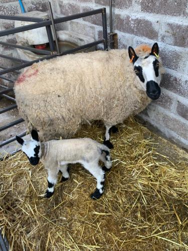 a mother sheep and a baby lamb in hay at Tullyard House in Tullaghoge