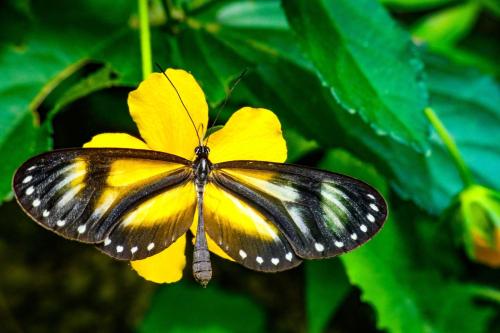 a yellow butterfly sitting on a yellow flower at Rumi Wilco Ecolodge & Nature Reserve-Cabañas & Camping in Vilcabamba
