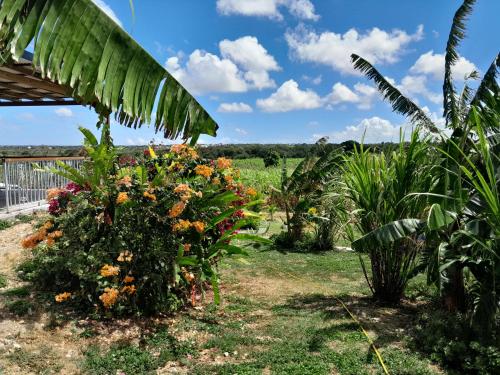 a garden with a bunch of flowers and a palm tree at Kaz a Klemence Gite creole avec piscine et table dhotes a Anse Bertrand in Anse-Bertrand