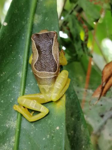 Fotografie z fotogalerie ubytování Passiflora Lodge Tambopata v destinaci Puerto Maldonado