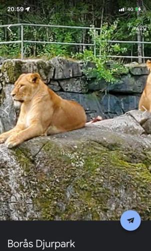 a lion laying on a rock in a zoo at Gästhus i Borås (Guest House) in Borås