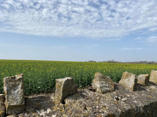 a group of rocks on top of a field of flowers at The Cwtch in Bridgend